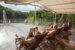 Enjoy the view onboard rv river kwai 600